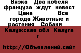  Вязка ! Два кобеля француза ,ждут  невест.. › Цена ­ 11 000 - Все города Животные и растения » Собаки   . Калужская обл.,Калуга г.